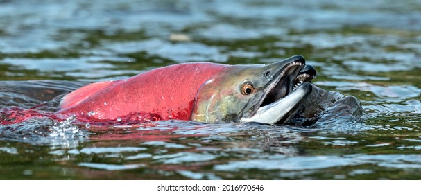 Sockeye Salmon In The River. Red Spawning Sockeye Salmon In A Shallow Stream. Sockeye Salmon Swimming And Spawning. Scientific Name: Oncorhynchus Nerka