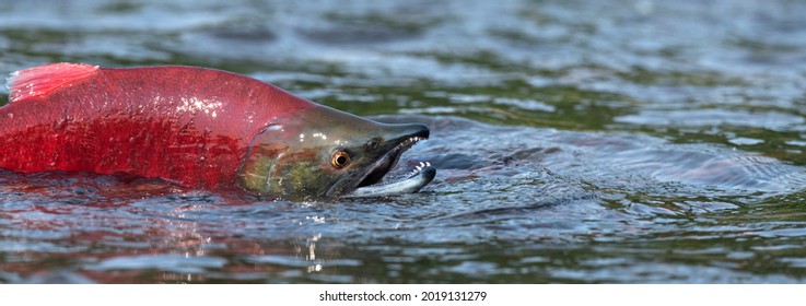 Sockeye Salmon In The River. Red Spawning Sockeye Salmon In A River. Sockeye Salmon Swimming And Spawning. Scientific Name: Oncorhynchus Nerka. Natural Habitat. Kamchatka, Russia.