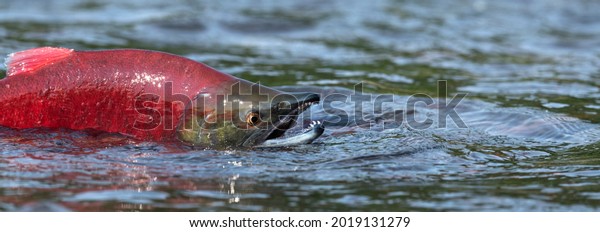 Sockeye Salmon\
in the river. Red spawning sockeye salmon in a river. Sockeye\
Salmon swimming and spawning. Scientific name: Oncorhynchus nerka.\
Natural habitat. Kamchatka,\
Russia.
