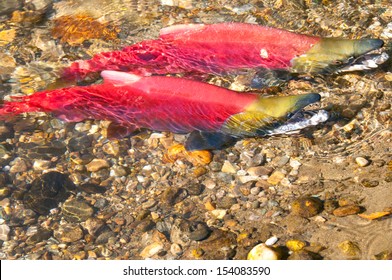 Sockeye Salmon Spawning, British Columbia, Canada