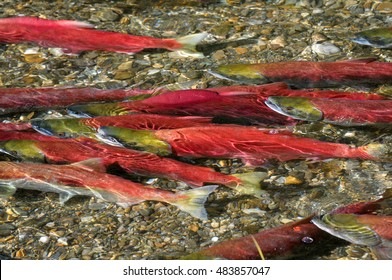 Sockeye Salmon Spawning In River, British Columbia, Canada