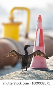 Socotra Cormorant Drying Its Wing Near A Pipeline And A Stopper At Busaiteen Coast, Bahrain