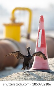 Socotra Cormorant Drying Its Wings Near A Pipeline At Busaiteen Coast, Bahrain