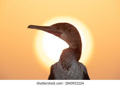 Socotra Cormorant During Sunrise, Bahrain