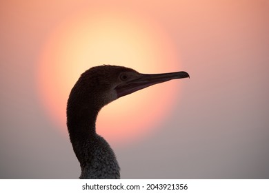 Socotra Cormorant During Sunrise, Bahrain
