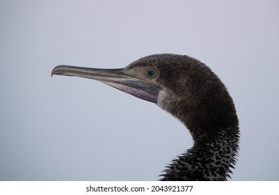 1,486 Socotra cormorant Images, Stock Photos & Vectors | Shutterstock