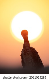 Socotra Cormorant In The Morning Sun, Bahrain