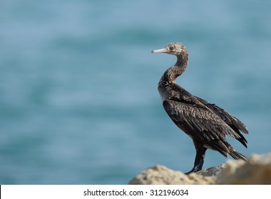 Socotra Cormorant On The Rock