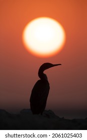 Socotra Cormorant And The Sun, Bahrain