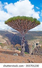 Socotra, Yemen, 07/02/2013: The Dragon Blood Trees Forest And Canyon Of Shibham, Protected Area Of The Dixam Plateau On The Island Of Socotra, Unesco World Heritage Site For Its Unique Biodiversity