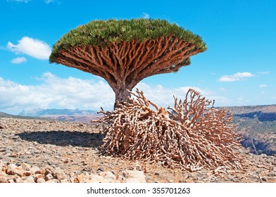 Socotra, Yemen, 07/02/2013: The Dragon Blood Trees Forest And Canyon Of Shibham, Protected Area Of The Dixam Plateau On The Island Of Socotra, Unesco World Heritage Site For Its Unique Biodiversity