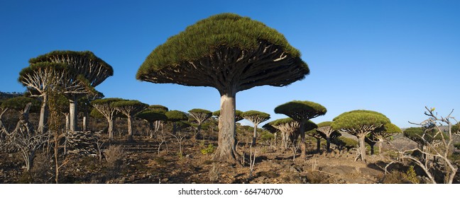 dragon blood tree background clipart