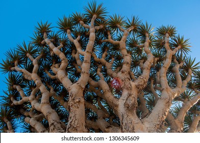 Socotra, Yemen: Details Of A Dragon Blood Tree In The Dragon Blood Trees Forest In The Protected Area Of The Dixam Plateau In The Center Part Of The Island Of Socotra, Unesco World Heritage Site