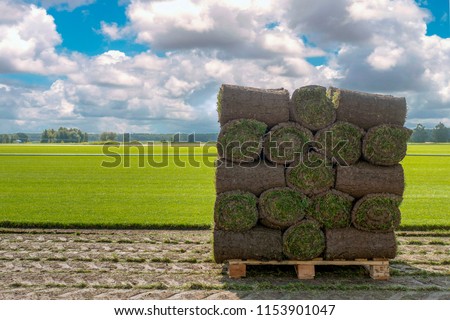 The sod on pallets on a turf farm. Rolled lawn, green grass.