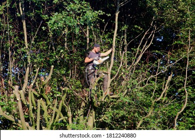 SOEST, NETHERLANDS - September 1, 2020. Professional Workman Is Climbing Big Beach Tree And Trimming Branches With Electric Saw. 