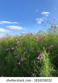 Soeul In South Korea The Nature