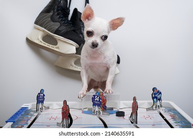 Sofia, Bulgaria. 03.15.2022. A Chihuahua Dog Is Playing A Board Game Of Hockey With Big Skates Hanging Behind His Back. A Small Dog Is Carefully Watching The Puck On The Court.