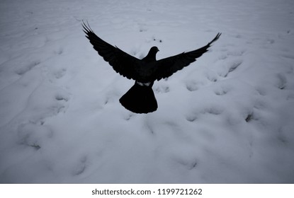 Sofia Bulgaria January 2017 A Black Dove Flies Over The White Snow