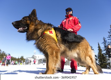 Sofia, Bulgaria - January 28, 2016: Saviors From The Mountain Rescue Service At Bulgarian Red Cross Are Training With Their Rescue Dogs A Situation Of People Buried In An Avalanche.