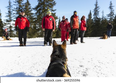 Sofia, Bulgaria - January 28, 2016: Saviors From The Mountain Rescue Service At Bulgarian Red Cross Are Training With Their Rescue Dogs A Situation Of People Buried In An Avalanche.