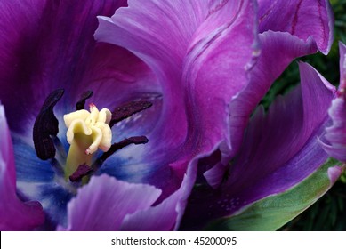 Soft abstract image of beautiful variegated purple tulip.  Macro with extremely shallow dof.