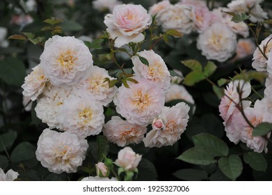 Soft Apricot-pink Shrub English Rose (Rosa) Emily Bronte Blooms On An Exhibition In May