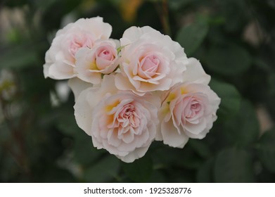 Soft Apricot-pink Shrub English Rose (Rosa) Emily Bronte Blooms On An Exhibition In May