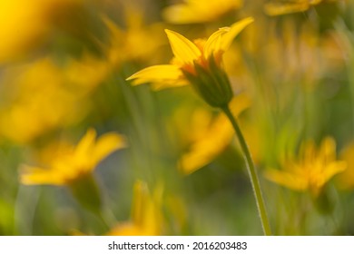 Soft Arnica, Ansel Adams Wilderness, California