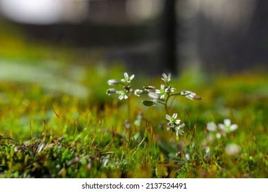 Soft Background With Little White Flower And Green Moss. Usonia Concept.