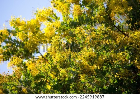 Soft beautiful fluffy fragrant yellow West Australian wattle acacia species  blooming in Dalyellup near Bunbury, Western Australia adds sweet fragrance to the air and food for native bird species .
