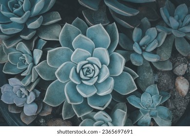 soft blue color cactus background, Succulents vintage ,soft blue color of  close-up, fashion background - Powered by Shutterstock