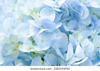 Soft Blue Hydrangea close-up texture. - Powered by Shutterstock