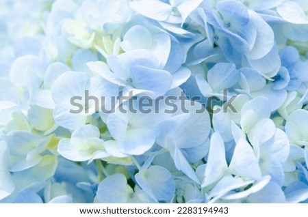 Soft Blue Hydrangea close-up texture.