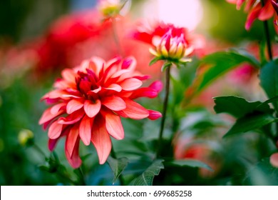soft and blur focus.colorful pink dahlia flowering in the garden and green leaf landscape under natural sunlight at sunny summer or spring day.Spring summer border template floral background.