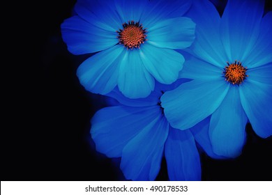 Dark Blue Flowers Background Images Stock Photos Vectors Shutterstock