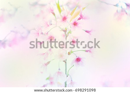 Similar – Decoration with baby’s breath and glass vase in front of pink background