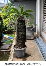 Soft Blurry Cycas Revoluta Plant, Genus Cycas Comes From Japan. Species Gymnospermae And Family Cycadaceae. 