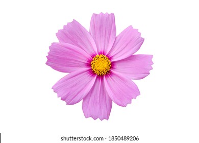 Soft and blurry Pink cosmo flowers isolate on white background The flowers are produced in a capitulum with a ring of broad ray florets and a center of disc florets.           