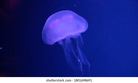 A Soft Body Crystal Jellyfish