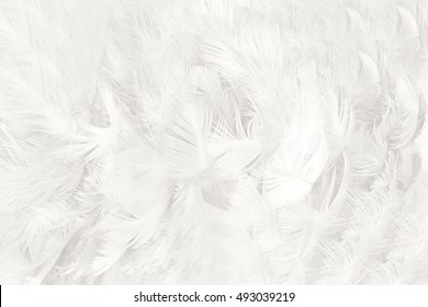 Soft bohemian boho style vintage color trends ,Chicken white feather texture background