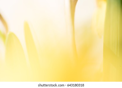 Soft Bright Ethereal Yellow Background