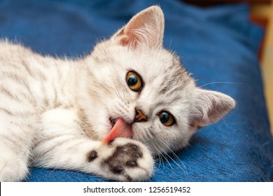 Soft British Cat With Orange Eyes Licks Paw Pink Tongue Lying On A Blue Sofa.