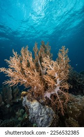 Soft Broccoli Coral Coron Philippines - Shutterstock ID 2256532385