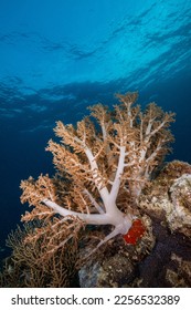 Soft Broccoli Coral Coron Philippines - Shutterstock ID 2256532389