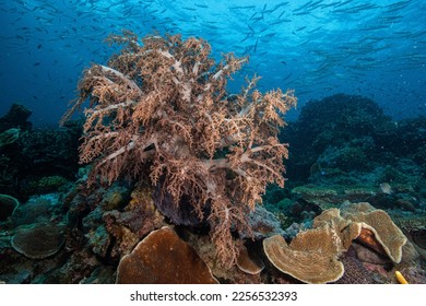 Soft Broccoli Coral Coron Philippines - Shutterstock ID 2256532393