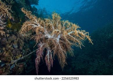 Soft Broccoli Coral Underwater Philippines  - Shutterstock ID 2256525983
