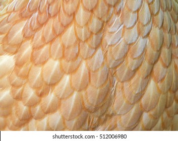 Soft Chicken Feather