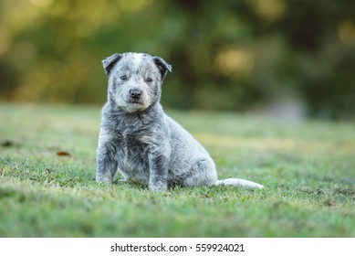 soft chubby puppy