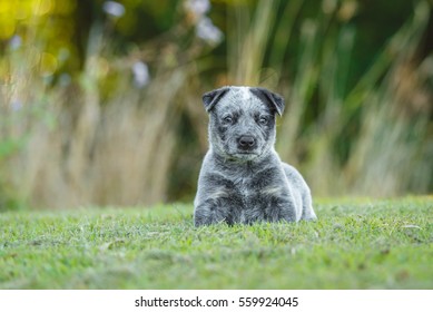 soft chubby puppy