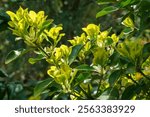 Soft close-up of Euonymus fortunei Interbolwi or fortune